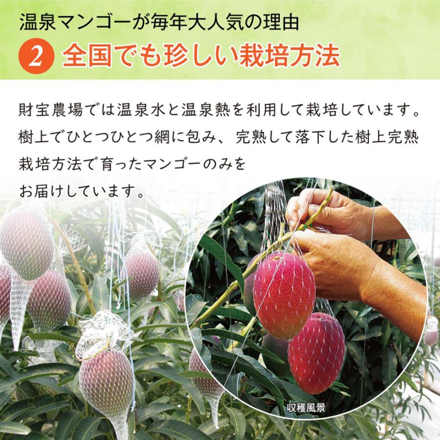 財宝 マンゴー お中元 ギフト 温泉マンゴー 秀品 1kg (2〜3玉) 鹿児島