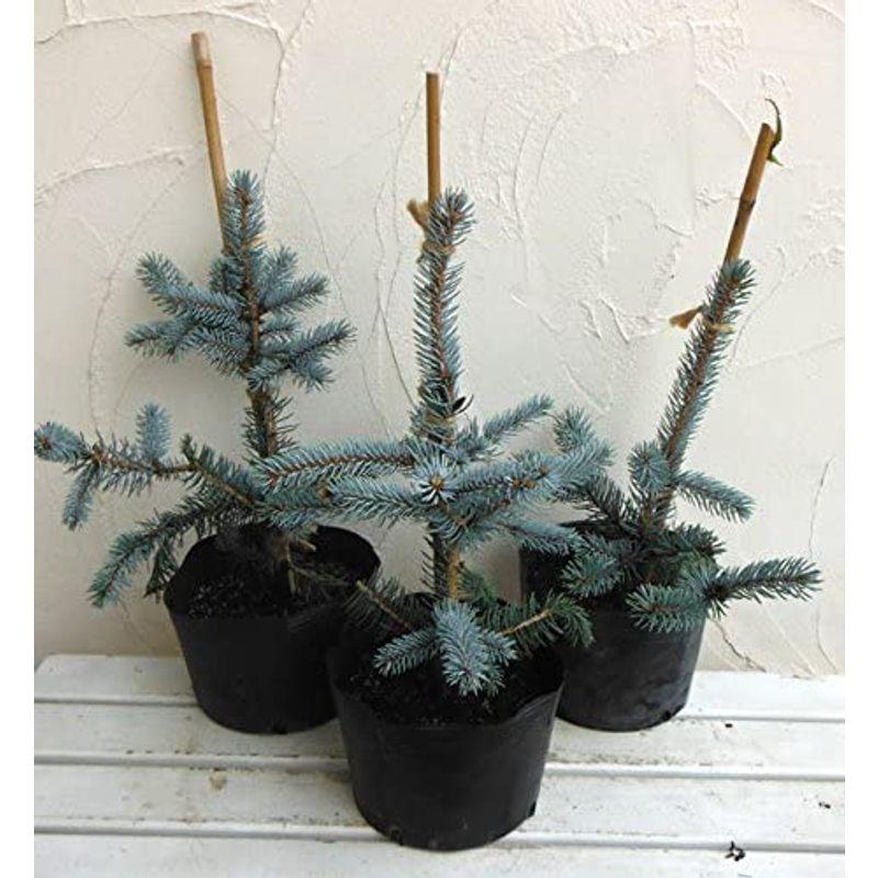 最大41 Offクーポン ピセアプンゲンス プンゲンストウヒ Promed Srv Br