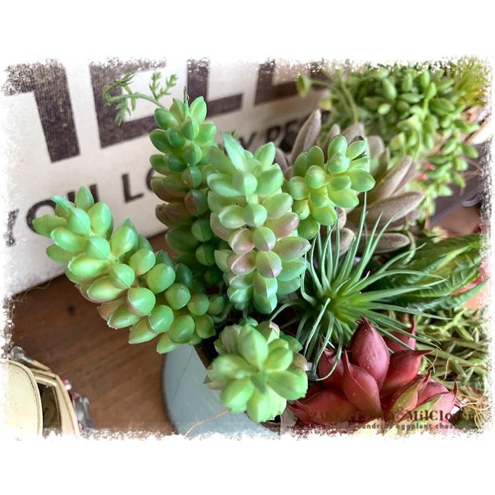 多肉フェイクグリーン ショート5エダ グリーン フェイク 造花 多肉植物 寄植え インテリアグリーン おうち おしゃれ かわいい 可愛い Fake 14 11 雑貨zakka Candy 通販 Yahoo ショッピング