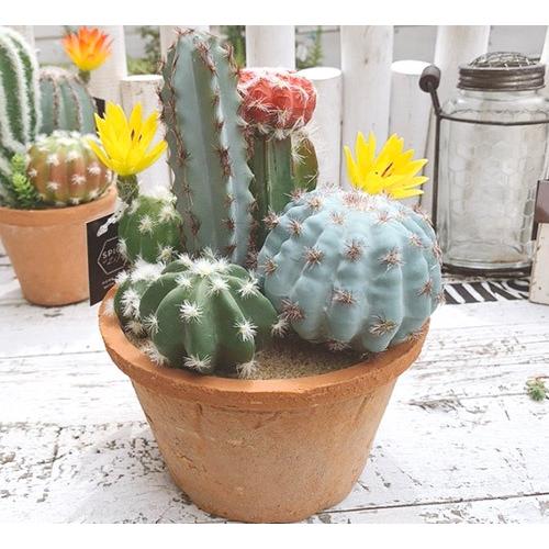 フェイクグリーン 花 サボテン 寄せ植え ラウンドポット M Spice Of Life インテリア ギフト オシャレ かわいい Sp Dagk12 雑貨zakka Candy 通販 Yahoo ショッピング