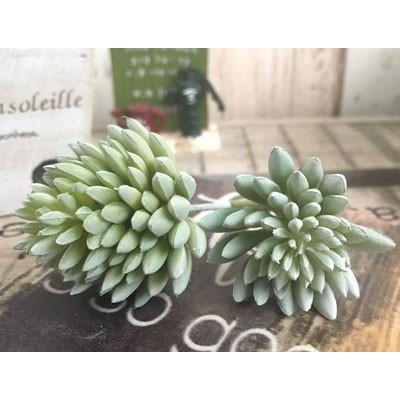 フェイクグリーン 造花 多肉植物 リアル 多肉 おしゃれ インテリア 雑貨 ナチュラル 観葉植物 セダムアソートピック 2個セット Ume Td Fg1632 2p 雑貨zakka Candy 通販 Yahoo ショッピング