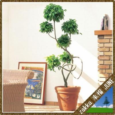 鉢カバー レッドリーフカバー 50型 ブラウン 5個組 50×H44.5cm【大和プラ販 ヤマトプラスチック鉢 植木鉢 4903266011215】の画像