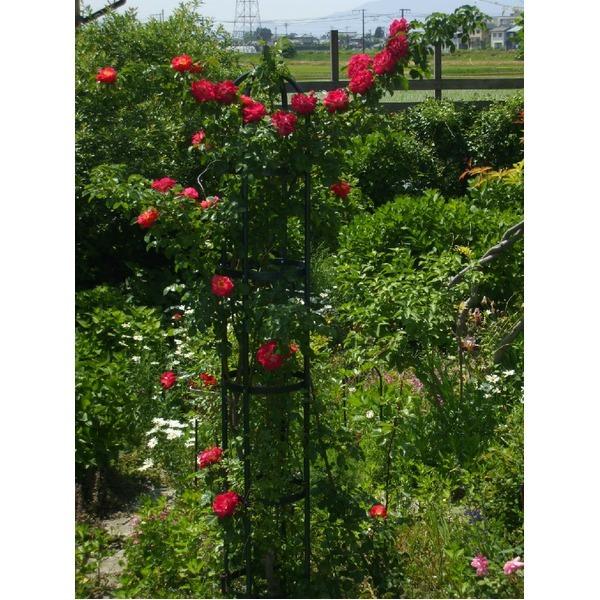 新入荷！ オベリスク エクセレント250H 【B1794355934】(11679円)