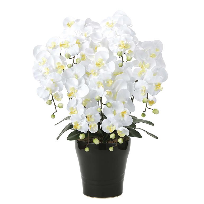 胡蝶蘭 生花 5本立ち ロング＋木札＋専用箱サービス リーフ 大輪胡蝶