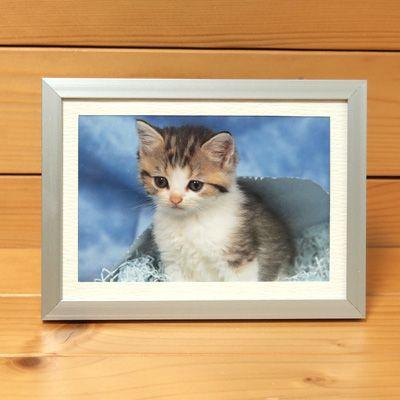 petplanet トプスぺ品フォトフレームbright bella サイン付 petplanet