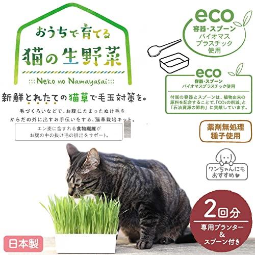 キャティマン おうちで育てる 猫の生野菜 2回分 猫｜zakka-union｜05