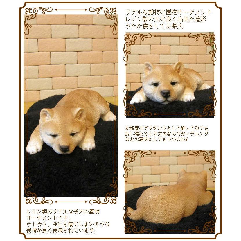 置物 動物 可愛い 犬の置物 柴犬 リアル ウトウト ねむねむ しばけん 子いぬのフィギュア シバイヌのオブジェ ガーデニング ベランダアート 雑貨の森 Ki Ra Ra Yahoo 店 通販 Yahoo ショッピング