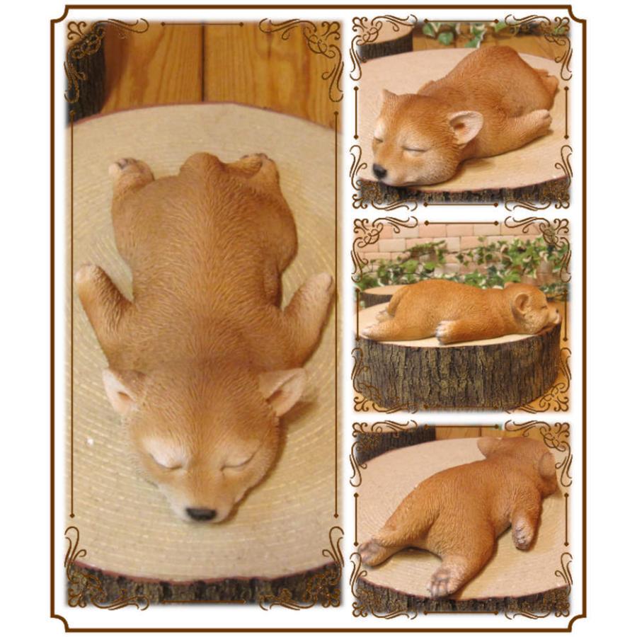 Taxidermy リアル犬の置物 茶色と白 約 Taxidermy リアル犬の置物 茶色