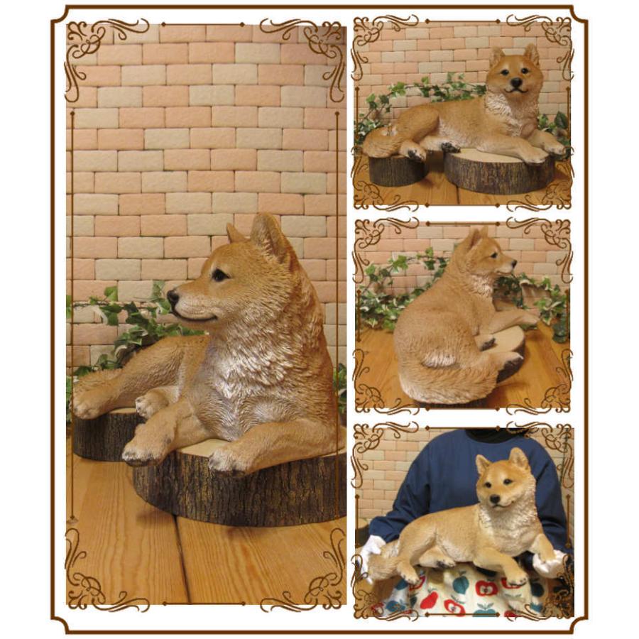 配送員設置 置物 動物 可愛い 犬の置物 柴犬 リアル 寝そべり 成犬ビッグサイズ いぬのフィギュア イヌのオブジェ ガーデニング ベランダアート Supplystudies Com