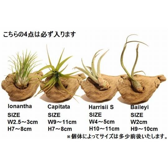 エアプランツ セット すぐに飾れる 5種類 流木付き ギフト オリジナル