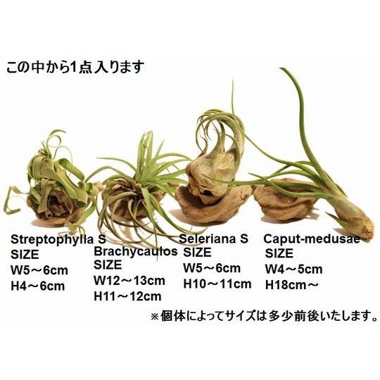 エアプランツ セット すぐに飾れる 5種類 流木付き ギフト オリジナル