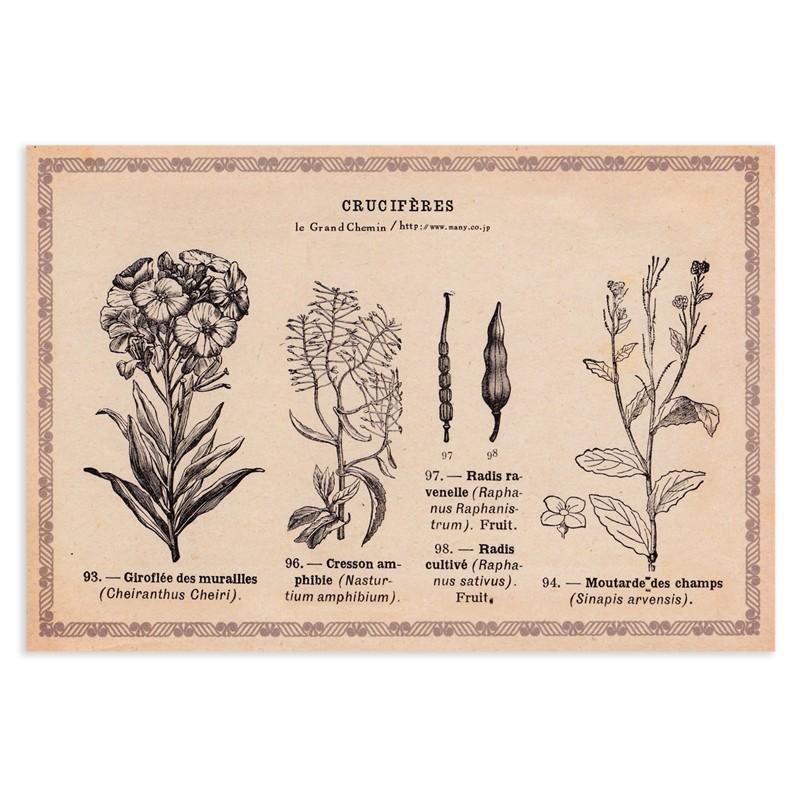 ポストカード ボタニカル No 10 アブラナ科の植物 グランシュマン b 雑貨ロビン ヤフー店 通販 Yahoo ショッピング
