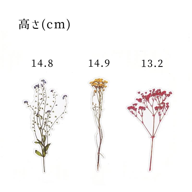 フレークシール セット スクラップ素材 かすみ草 ドライフラワー Pet素材 Bkspet0004 雑貨ロビン ヤフー店 通販 Yahoo ショッピング