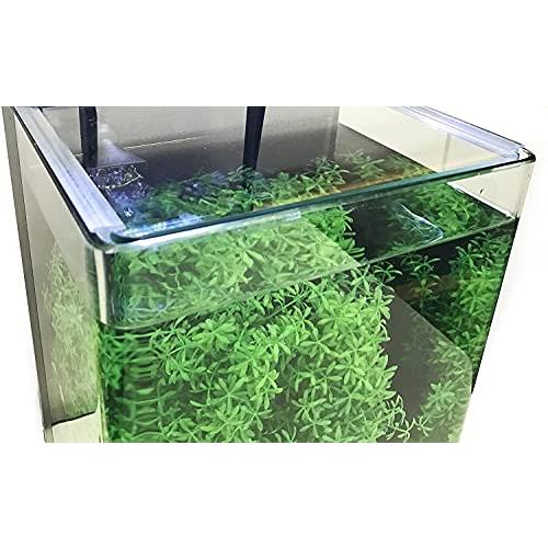 テトラ (Tetra) リビングキューブ 12 オールインワン水槽 淡水・海水用 (容量 約12L) ガラス 水槽 アクアリウム 熱帯魚 メダカ_4