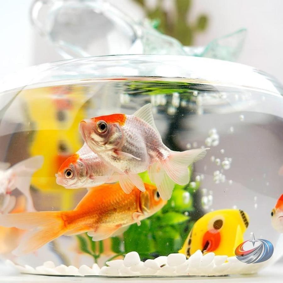ガーデン植木鉢アクアリウムセットガラス金魚鉢/水槽ミニオーナメント 