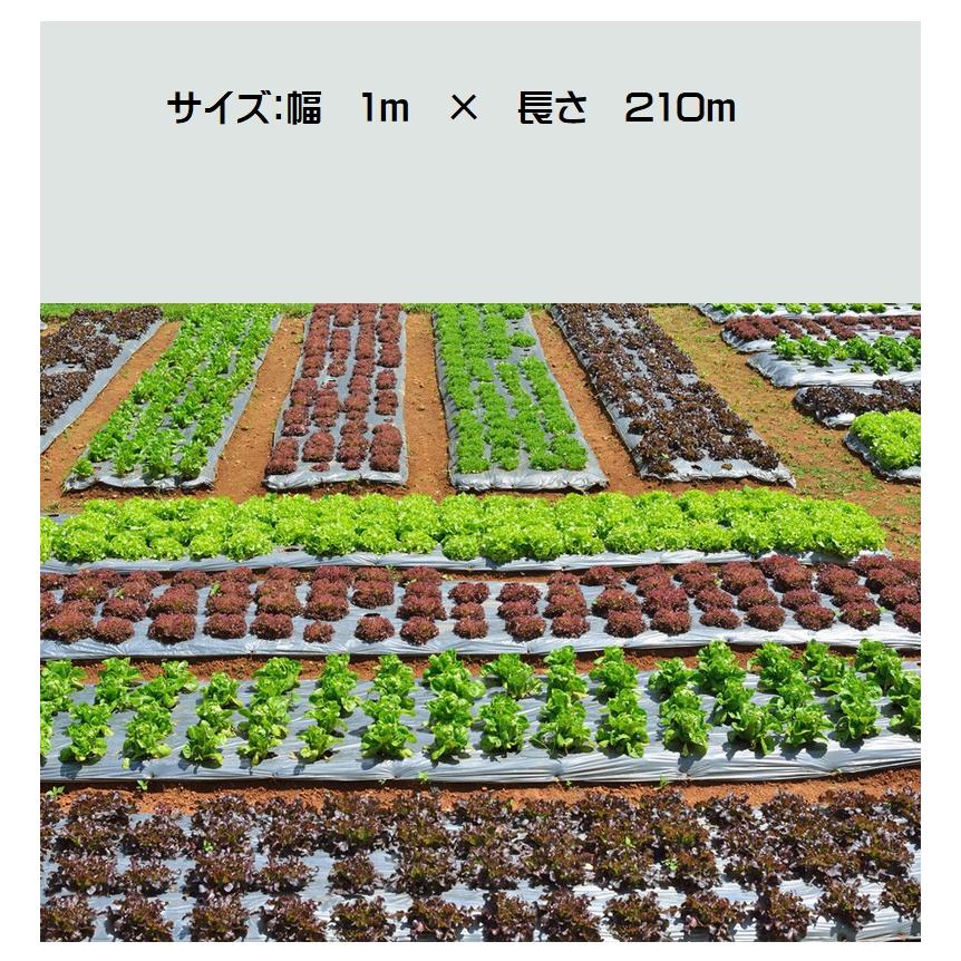家庭菜園マルチネット1本30m 家庭菜園のマルチはこれ1本。タマネギなどの小型野菜も植えられる様に