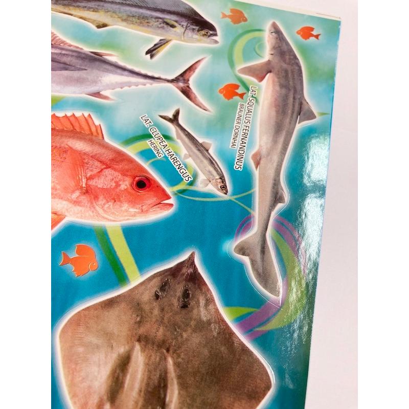 シール リアル系シール サカナc 魚 さかな B5サイズのシート 図鑑風 アジア 英語表記 T17 1 412 エスニックzakkaya孵ヤフー店 通販 Yahoo ショッピング