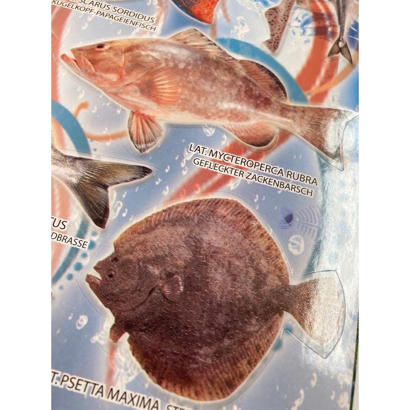 シール リアル系シール サカナ 魚 さかな B5サイズのシート 図鑑風 アジア 英語表記 T17 1 42 エスニックzakkaya孵ヤフー店 通販 Yahoo ショッピング