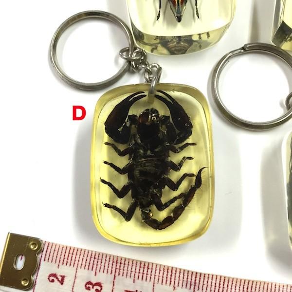 生き物キーホルダー/本物 アジア製 甲虫 カミキリムシ系 黄金虫系