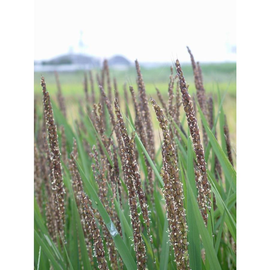 緑米(みどりまい) 1kg 国産 古代米 もち種 雑穀屋穂の香｜zakkokuya-honoka｜06