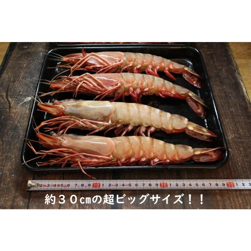 海外並行輸入正規品 特特大天然有頭エビ １尾約２0０g 8尾 シータイガー スーパージャンボ 大きなエビ スーパービッグ 海老 えび １ ５kg エビ Postetelecom Gouv Cg