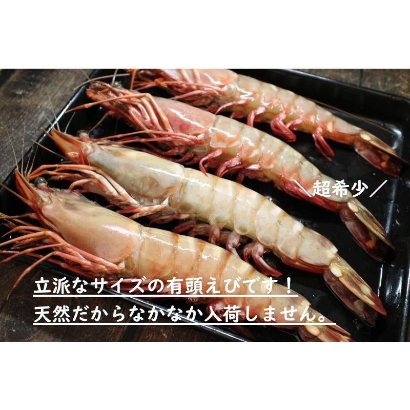 特特大天然有頭エビ 8尾 １ ５kg えび 海老 スーパービッグ 大きなエビ スーパージャンボ シータイガー Eb21 ざこばの朝市オンラインショップ 通販 Yahoo ショッピング