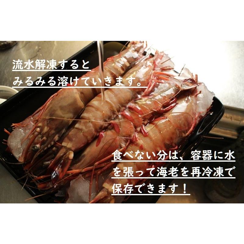 特特大天然有頭エビ 8尾 １ ５kg えび 海老 スーパービッグ 大きなエビ スーパージャンボ シータイガー Eb21 ざこばの朝市オンラインショップ 通販 Yahoo ショッピング