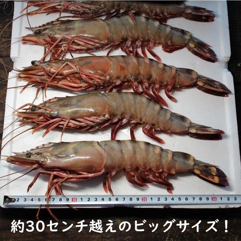 特特特大天然有頭エビ ６尾 １ ５kg えび 海老 スーパービッグ 大きなエビ スーパージャンボ シータイガー Eb2 ざこばの朝市オンラインショップ 通販 Yahoo ショッピング