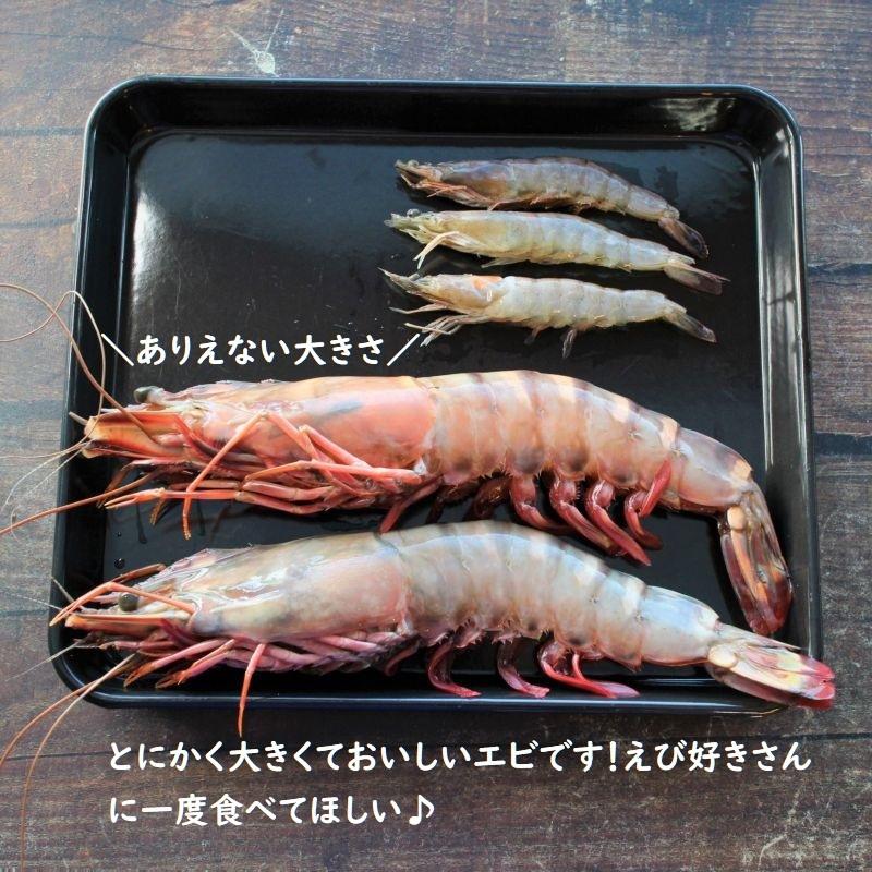 特特特大天然有頭エビ ６尾 １ ５kg えび 海老 スーパービッグ 大きなエビ スーパージャンボ シータイガー Eb2 ざこばの朝市オンラインショップ 通販 Yahoo ショッピング
