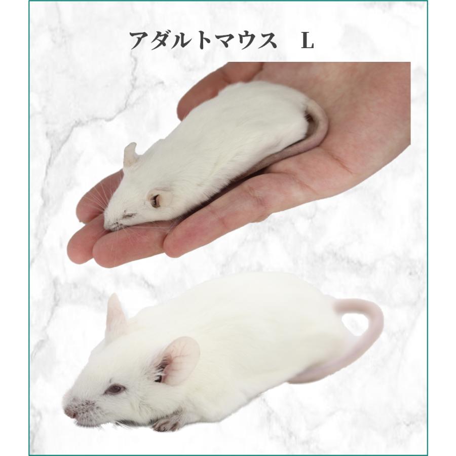 ZAZOO 国産 冷凍マウス アダルトL 28g〜35g 9cm 真空 個別包装 ZAZOO 国産 冷凍マウス アダルトL 28g〜35g 9cm 真空 個別包装