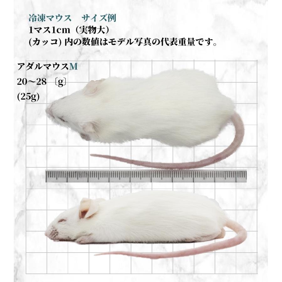 ZAZOO 国産 冷凍マウス　アダルトM 20〜28g　約8.5cm 真空個別包装　爬虫類 猛禽類 の 餌