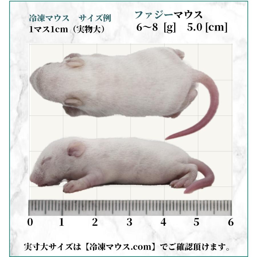 ZAZOO 国産 冷凍マウス　ファジーマウス 6〜8 g 約5.0 cm 真空 個別包装 爬虫類 猛禽類 の 餌｜zazous｜03