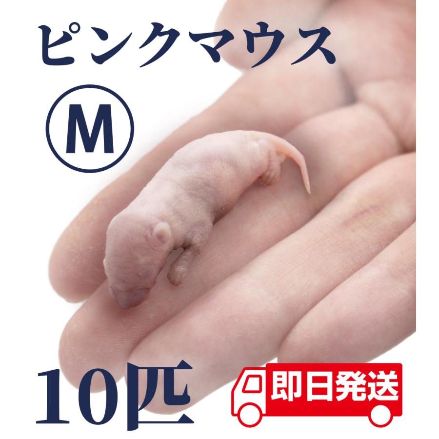 ZAZOO 国産 冷凍マウス ピンクマウスM 3〜4 g 約4.0 cm 真空 個別包装 爬虫類 猛禽類 の 餌 :zazoo009:ZAZOOマウス  通販 