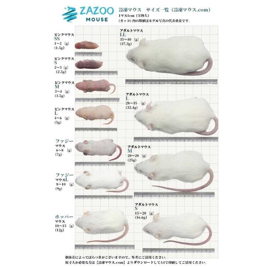 ZAZOO 国産 冷凍マウス　ピンクマウスM 3〜4 g 約4.0 cm 真空 個別包装 爬虫類 猛禽類 の 餌｜zazous｜08