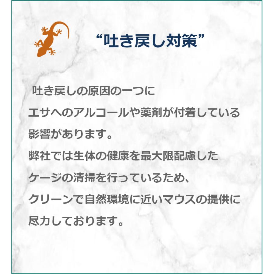 ZAZOO 国産 冷凍マウス ピンクマウスS 2〜3 g 約3.0 cm 真空 個別