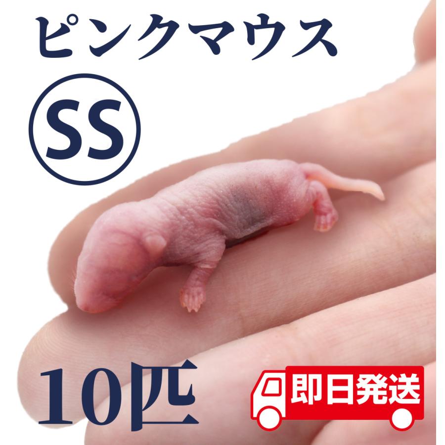 ZAZOO 国産 冷凍マウス ピンクマウスSS 1〜2 g 約2.5 cm 真空 ZAZOO 国産 冷凍マウス ピンクマウスSS 1〜2 g 約2.5 cm 真空