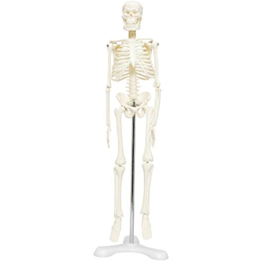 人体骨格模型 骨格標本 稼動 直立 スタンド 教材 45cm 1 4 モデル ホワイト 台座 三つ足 ホワイト 台座 三つ足 2b80tgp02k ゼブランドショップ 通販 Yahoo ショッピング