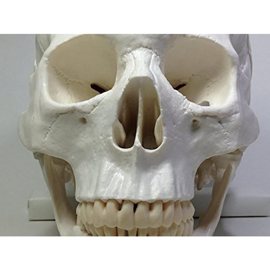 実物大 超精密 頭蓋骨 模型 可動 タイプ 歯科 耳鼻科 眼科 学校教材用 頭部 プロップ 骸骨 髑髏 ドクロ スカル ホワイト M 2bb0gksb61 ゼブランドショップ 通販 Yahoo ショッピング