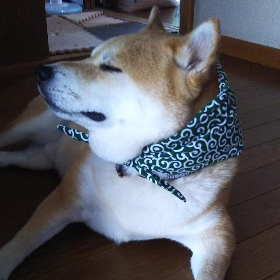 送料無料 犬用 アクセサリー 和柄 からくさ 唐草模様 冷える 保冷剤付き 風呂敷包み ネック クーラー バンダナ サイズ M Coco Pazu Neckcooler M 犬のペットグッズ専門店 Zenpets 通販 Yahoo ショッピング