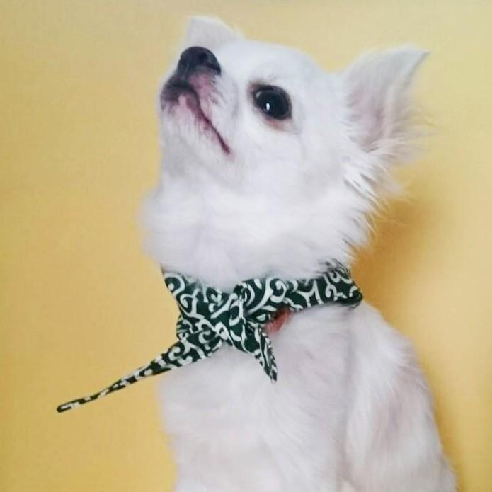 送料無料 犬用 アクセサリー 和柄 からくさ 唐草模様 通常版 風呂敷包み ネック バンダナ 風呂敷首巻 サイズ L Coco Pazu Neckscarf L 犬のペットグッズ専門店 Zenpets 通販 Yahoo ショッピング