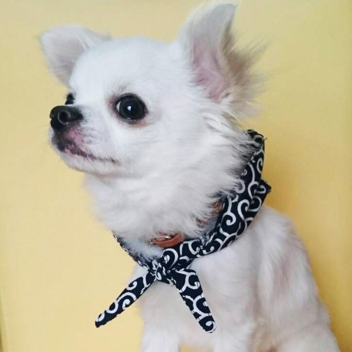 送料無料 犬用 アクセサリー 和柄 からくさ 唐草模様 通常版 風呂敷包み ネック バンダナ 風呂敷首巻 サイズ S Coco Pazu Neckscarf S 犬のペットグッズ専門店 Zenpets 通販 Yahoo ショッピング