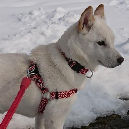 3d型ハーネス 足入れ型 犬用 和柄 からくさ 唐草 10mm幅 オシャレ かわいい 小型犬 Hakara1 10 犬のペットグッズ専門店 Zenpets 通販 Yahoo ショッピング