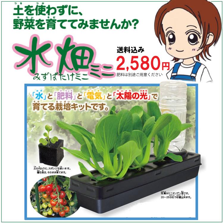 水畑ミニ 水耕栽培セット 家庭菜園キット 野菜 ハイドロカルチャー