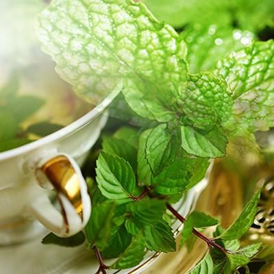 紅茶 ボーティ ーBOH TEA HERB & FRUITシリーズ【ペパーミント