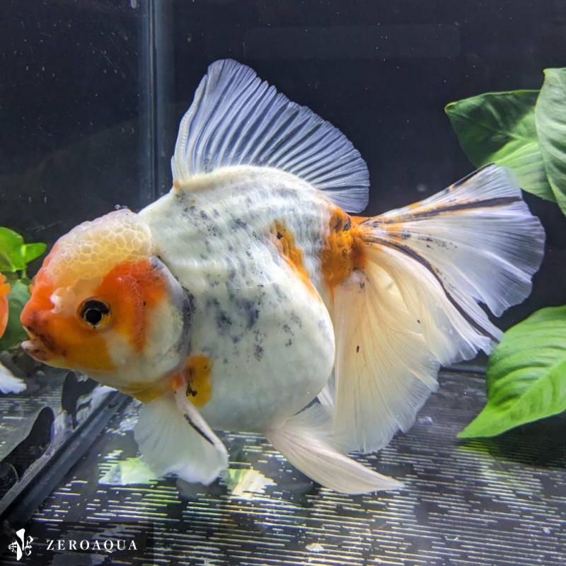 【返金保証】 動画 オランダ獅子頭 ローズテール (k1864) タイ産 特大個体 18cm 東錦 オス 7ヵ月 #金魚 オランダ獅子頭 ローズテール k1864