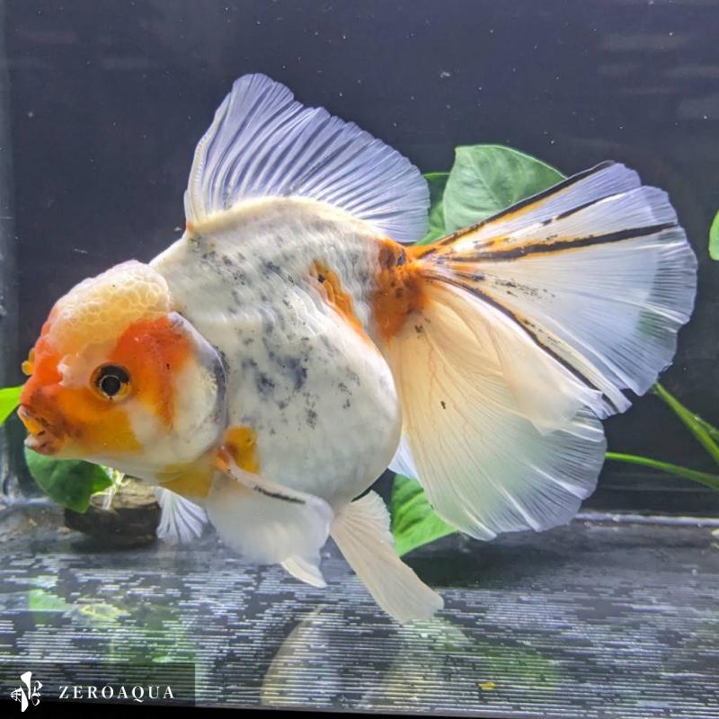 【返金保証】 動画 オランダ獅子頭 ローズテール (k1864) タイ産 特大個体 18cm 東錦 オス 7ヵ月 #金魚 オランダ獅子頭 ローズテール k1864