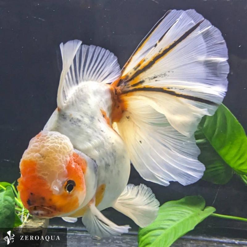 【返金保証】 動画 オランダ獅子頭 ローズテール (k1864) タイ産 特大個体 18cm 東錦 オス 7ヵ月 #金魚 オランダ獅子頭 ローズテール k1864