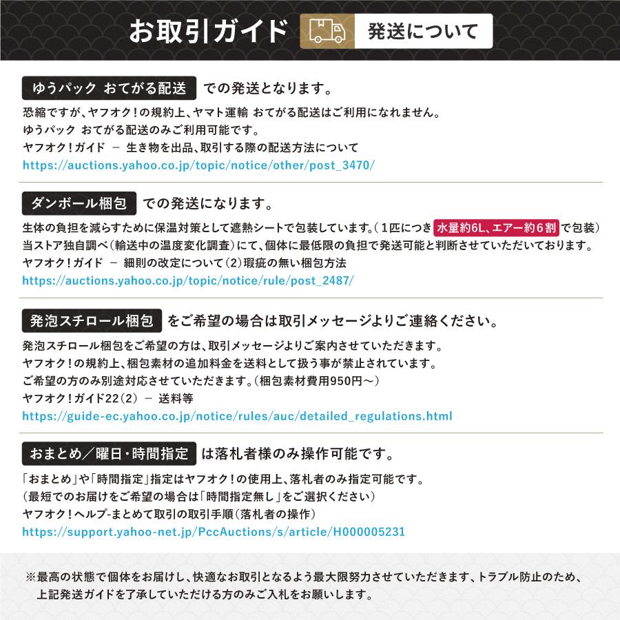 【返金保証】 動画 オランダ獅子頭 ローズテール (k1864) タイ産 特大個体 18cm 東錦 オス 7ヵ月 #金魚 オランダ獅子頭 ローズテール k1864