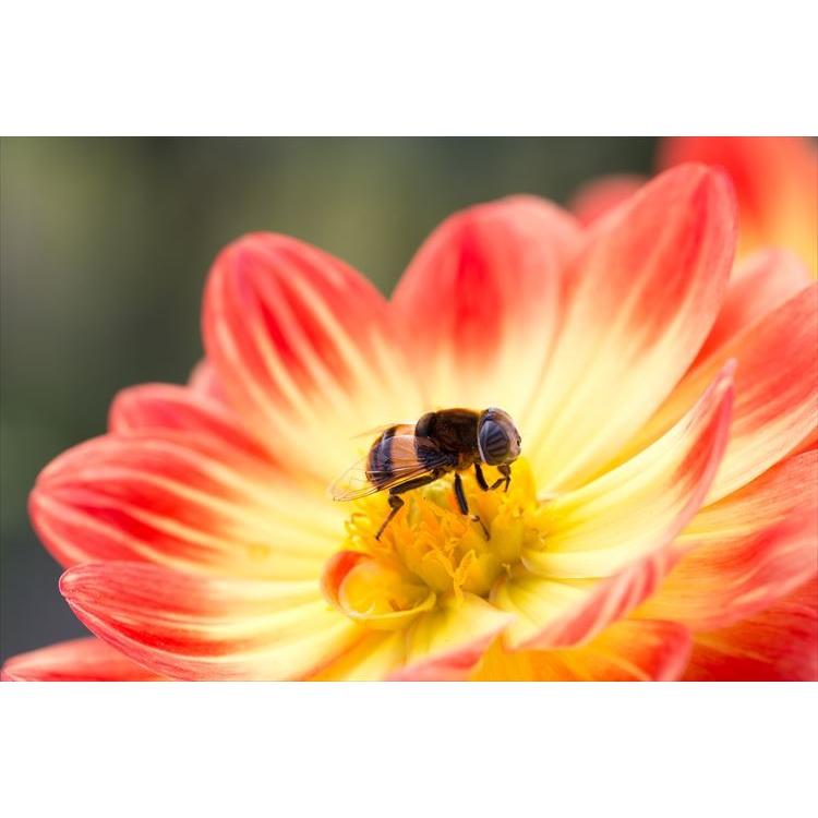 接写 マクロ撮影用 レンズフィルター クローズアップレンズ 口径 49ｍｍ用 3枚 １ ２ ４ Nb Closeup 3pcs 49mm ゼロポートジャパンyahoo 店 通販 Yahoo ショッピング