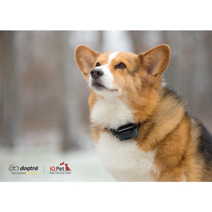 訓練機 Dogtra ドクトラ コミュニケーション ドックトレーナー Iq アイキュー 送料無料 犬 しつけ 首輪 リモコン 3 犬用品のゼット物産 通販 Yahoo ショッピング